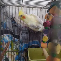 یک جفت عروس هلندی نر و ماده باقفس