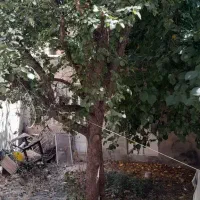 فروش ملک دوبر کلنگی، طرقبه مشهد|فروش زمین و ملک کلنگی|طرقبه, |دیوار