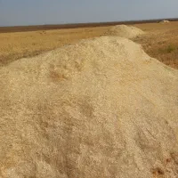 کاه گندم