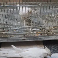 البینو|پرنده|قم, شهر قائم|دیوار