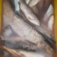 ماهی رودخانه درجه یک کیلو فقط۱۱۰ هزار