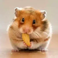 واگذاری انواع همستر