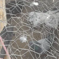 ۸دونه کفتر کلاهی معلقی وپرشی.