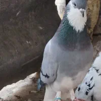 کبوتر دمگیر سرور پلاکی طوقی سینه پرشی|پرنده|اصفهان, بوستان ناژوان|دیوار