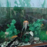 آکواریوم همراه با ماهی و وسایل|ماهی|سقز, |دیوار