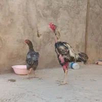 جوجه لاری|حیوانات مزرعه|سجاس رود, |دیوار