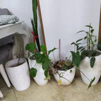 ۵عددگلدان بزرگ باگل چ۵عدد گلدان کوچک سرامیکی|گل مصنوعی|تهران, جنت‌آباد شمالی|دیوار