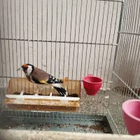 سهره زاده قفس|پرنده|سنقر, |دیوار