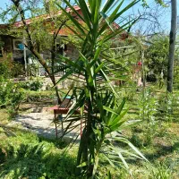 گل یوکا با یک جدید کنارش جوانه تازه