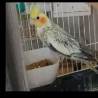 فروش عروس هلندی ماده اشتی