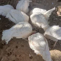 بوقلمون|حیوانات مزرعه|بیستون, |دیوار