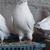 کود کبوتر