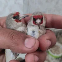 سهره کرمانی .جنگی