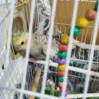 عروس هلندی