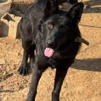 واگذاری ی قلاده ژرمن بلک نر هفت ماهه