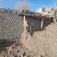 فروش سگ سراب به علت جابجا شدن