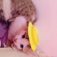 بچه گربه