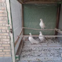 کبوتر پرشی|پرنده|اصفهان, اندوان|دیوار