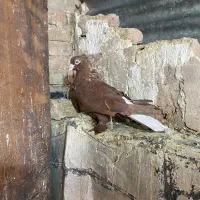 سرخ دم سفید و زرد کاکل|پرنده|شیراز, سیاه سنگ|دیوار