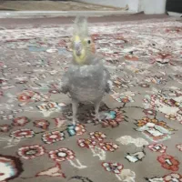 عروس هلندی