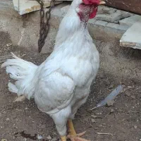 مرغ و خروس لاری