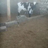 گاووگوساله رگایی|حیوانات مزرعه|زیرکوه, |دیوار