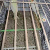 سه تا عروس هلندی