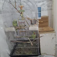 طوطی ملنگو نر و ماده|پرنده|خورموج, |دیوار