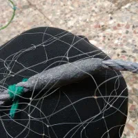 یکی عددوثتورماهی چشمه۱۴دارم