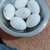 تخم غاز