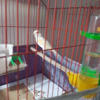 قناری ماده سالم و سرحال معاوضه با نر