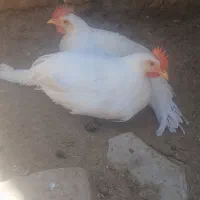 جوجه گوشتی|حیوانات مزرعه|کوزران, |دیوار