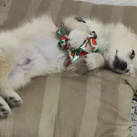 سگ پامر|سگ|مشکین‌دشت, |دیوار