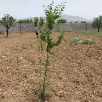 باغ-ویلایی-درصوفیان-باغ-وزیر