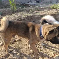 سگ آکیتا /نر|سگ|پاکدشت, پاکدشت (مامازند)|دیوار