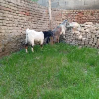 3عددبزغاله چاق خمیر2تانر1ماده باشماره زیرتماس بگیر|حیوانات مزرعه|سیجوال, |دیوار