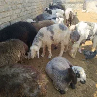 20راس بره نر چاق
