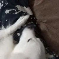 واگذاری اشپیتز|سگ|گلبهار, شهر جدید گلبهار|دیوار