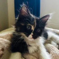 واگذاری۲ قلاده بچه گربه زیبا