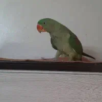 طوطی گمشده شاه طوطی گمشده