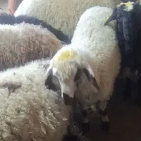 گوسفنده زنده