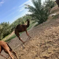 شترنرفروشی|حیوانات مزرعه|دلگان, |دیوار