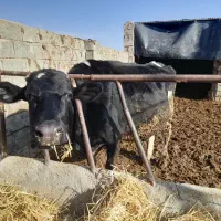 گاو شیری|حیوانات مزرعه|سیدآباد, |دیوار