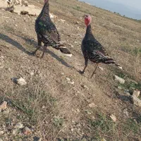 بوقلمون محلی|حیوانات مزرعه|گنبد کاووس, |دیوار