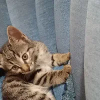 گربه|گربه|شهریار, شهرک وائین|دیوار