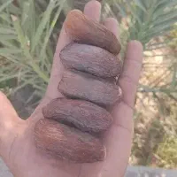 فروش نخل خرما در مجموعه ی نخلستان مانا