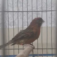 سهره جوجه سال و قناری سرخ ذات قدیم  زیبا|پرنده|شیراز, قلعه نو|دیوار