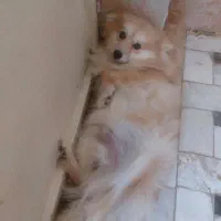 پت بازیگوش و خوشگل روباهی|سگ|قم, دروازه ری|دیوار