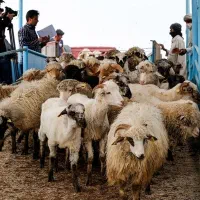 گوسفند بره سفیددام افشار تضمینی نصف گوشت|حیوانات مزرعه|مشهد, ارشاد|دیوار