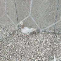 کبوتر|پرنده|مشکان, |دیوار